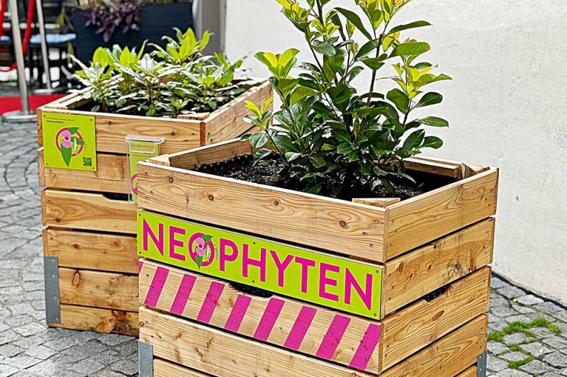 Neophyten
